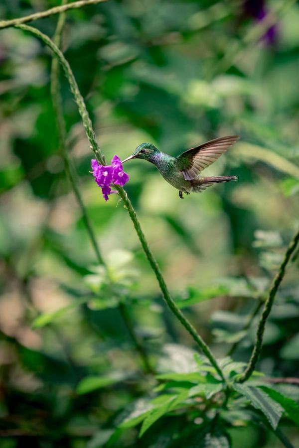 Hotel The Hummingbird Bocas del Toro Exterior foto